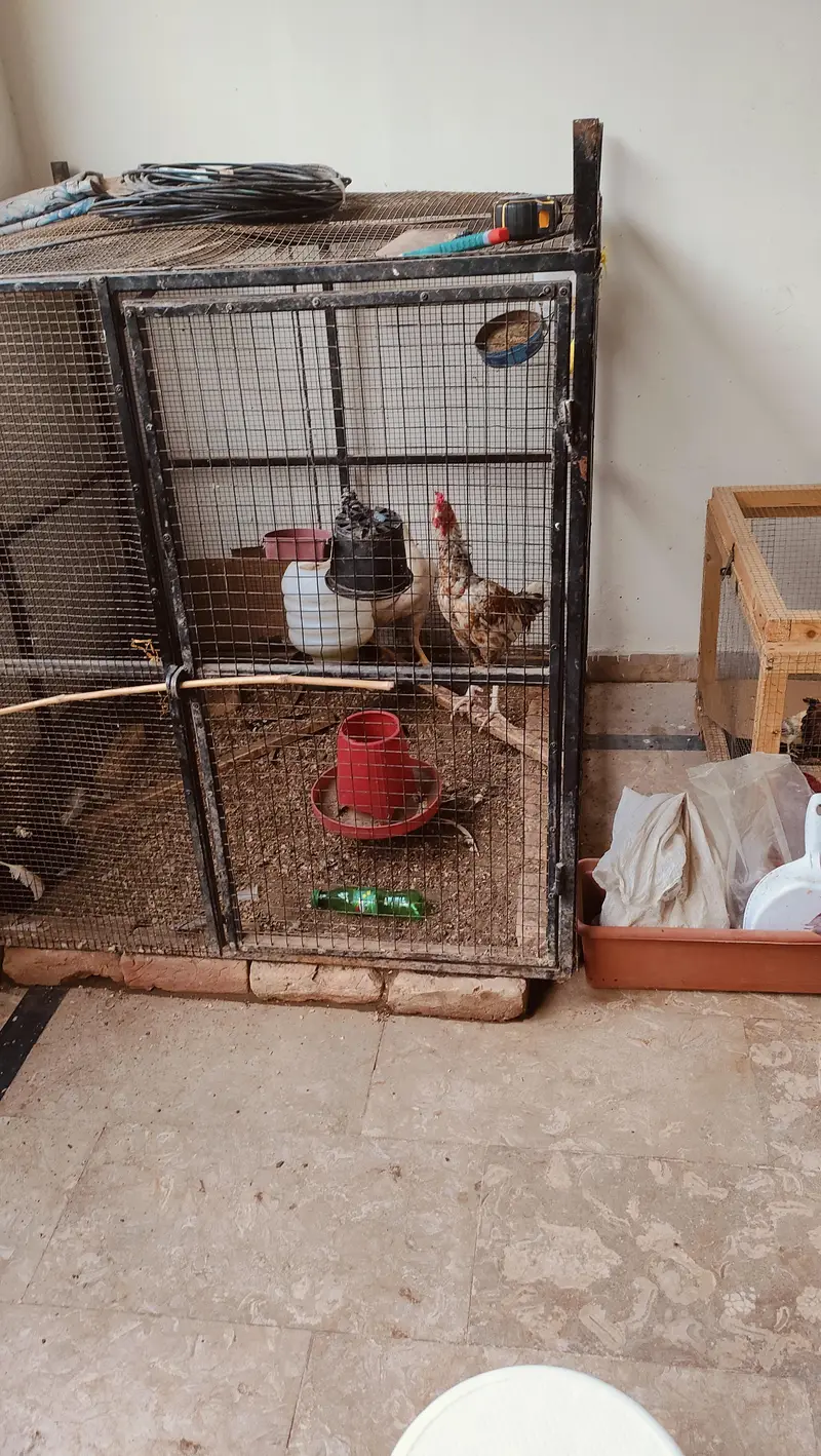 Pure Aseel Pair with chicks — photo 10