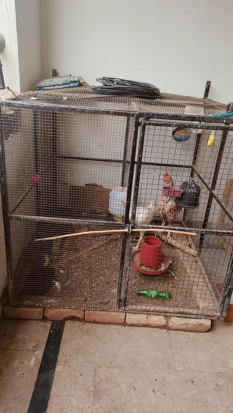Pure Aseel Pair with chicks — photo 11