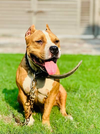 American pitbul contact no: 0/3/0/1/3/0/7/0/3/5/4