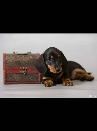 daschund