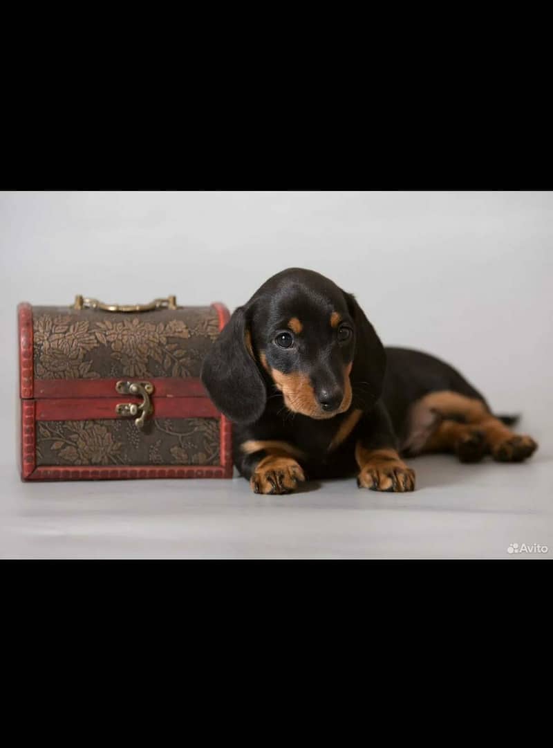 daschund 0