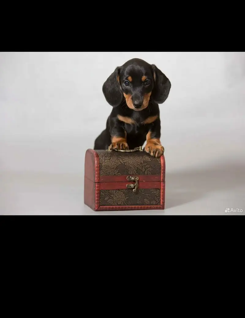 daschund — photo 3