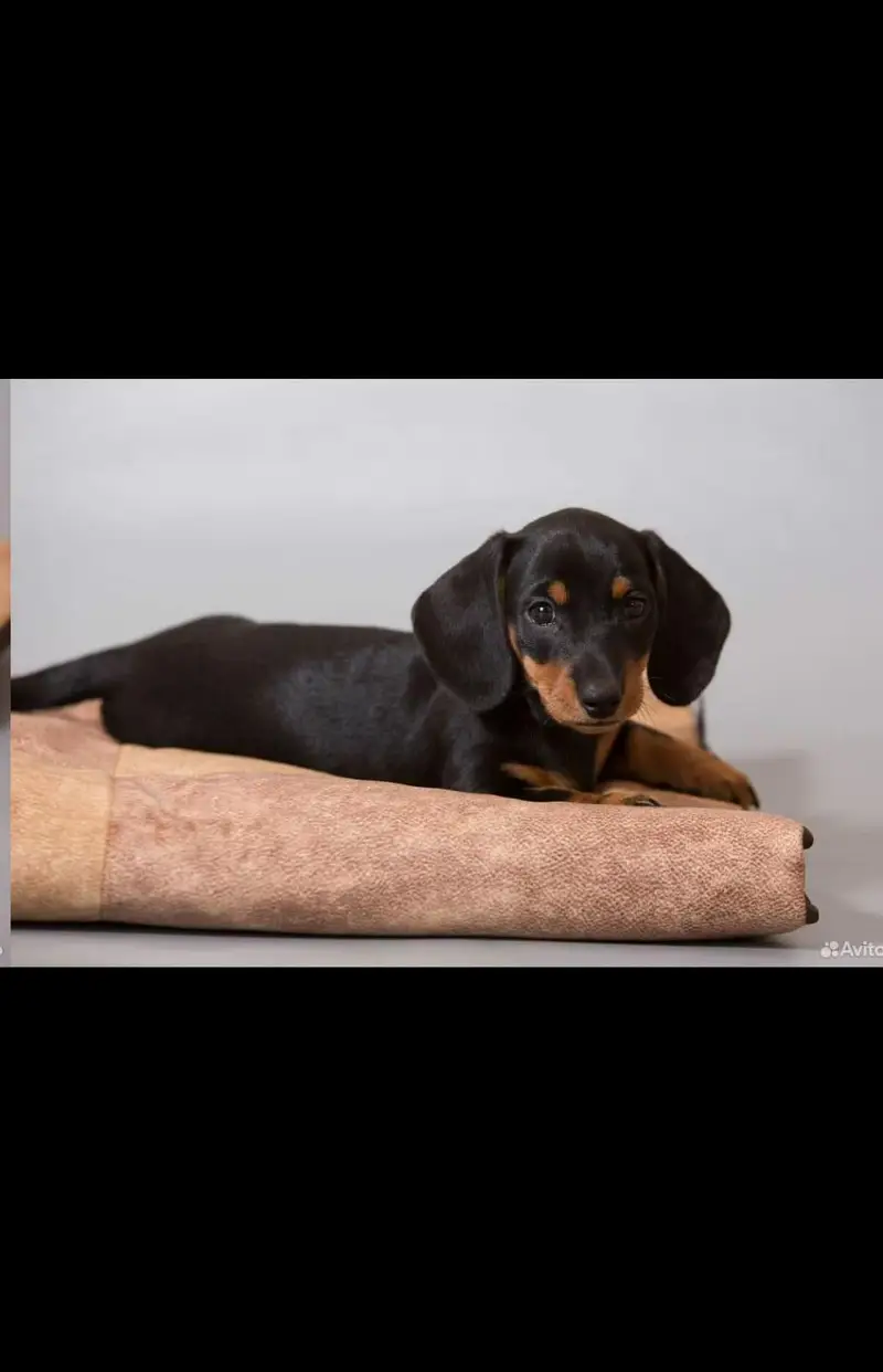 daschund — photo 4