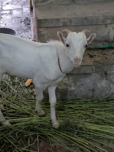Russian tadda gulabi beauty aik 7