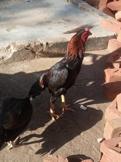 aseel mianwali