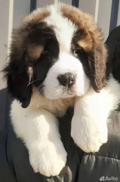 saint bernard