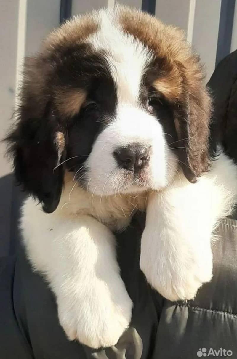 saint bernard 0