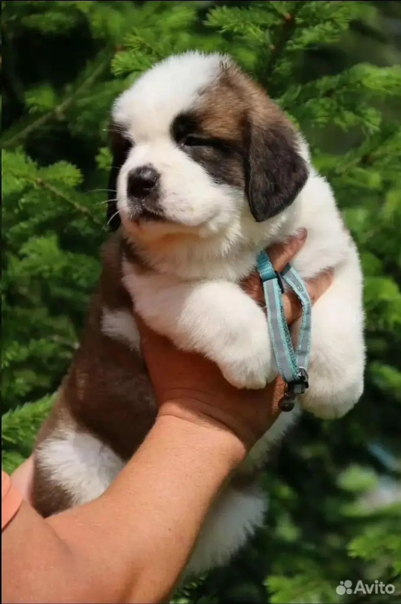 saint bernard — photo 2