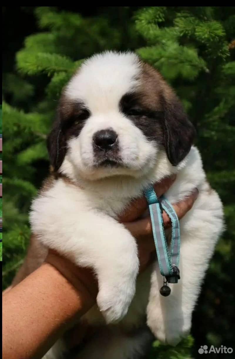 saint bernard 2
