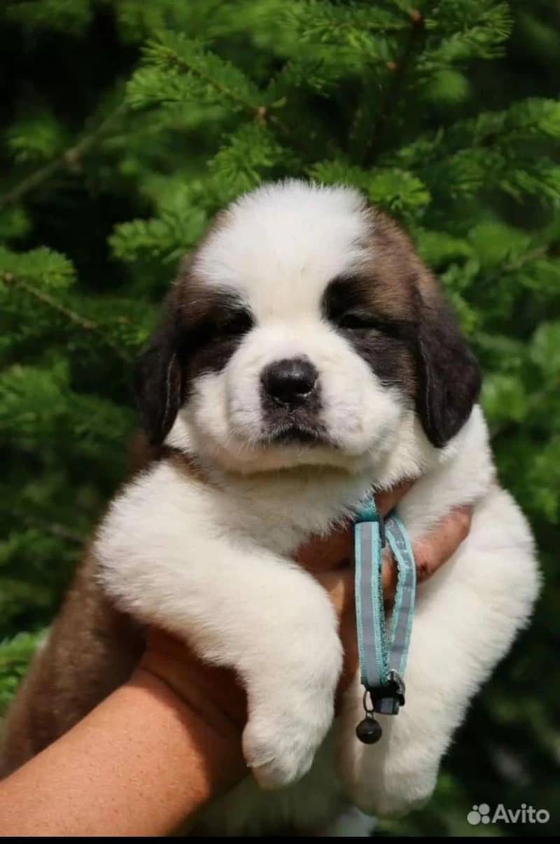 saint bernard 3