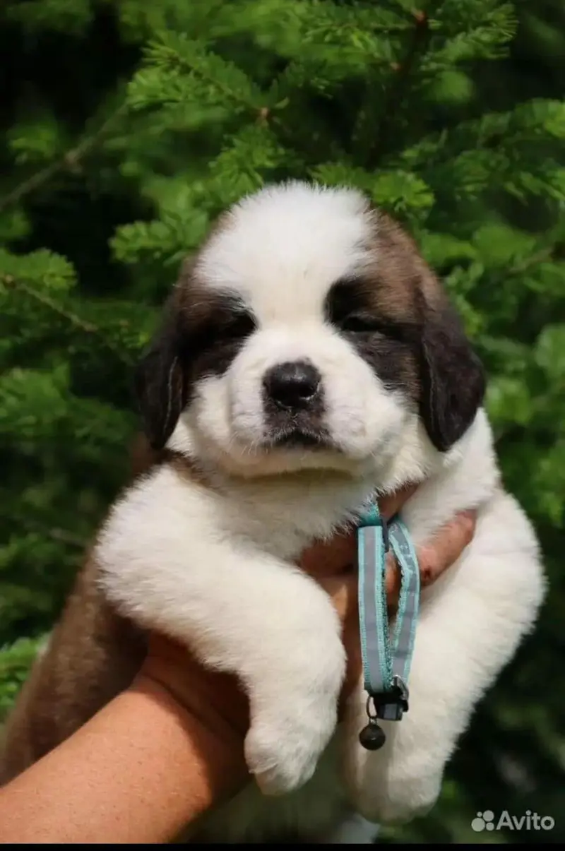 saint bernard — photo 4