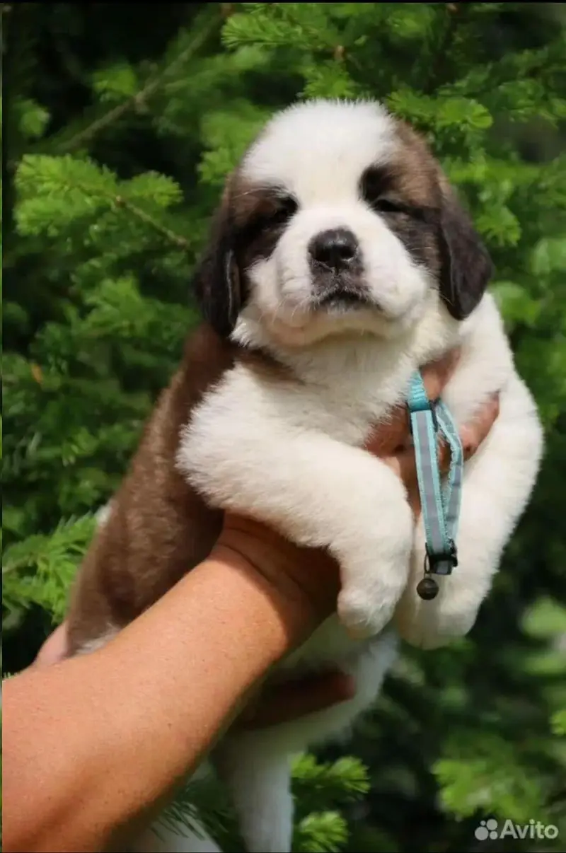 saint bernard — photo 5