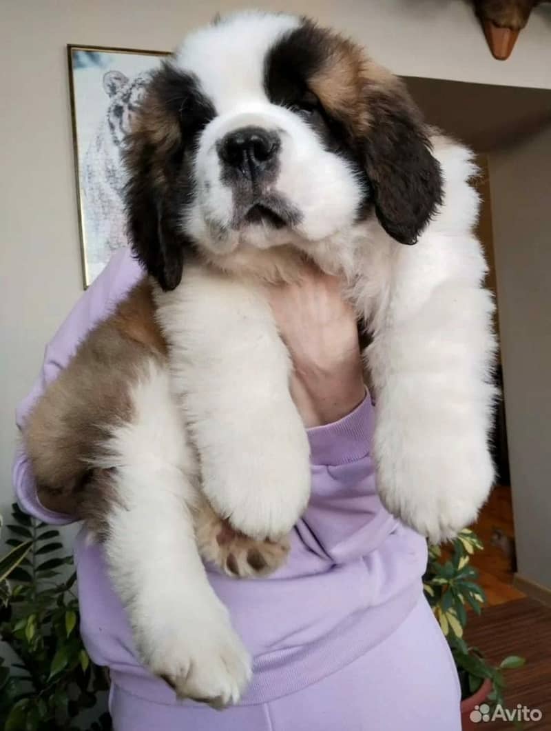 saint bernard 5