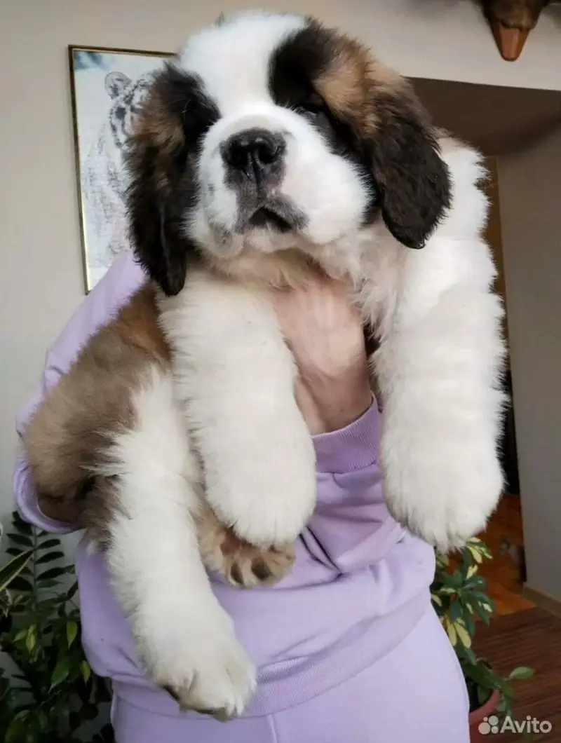 saint bernard — photo 6