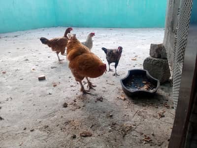 Rooster