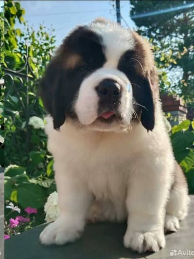 saint bernard
