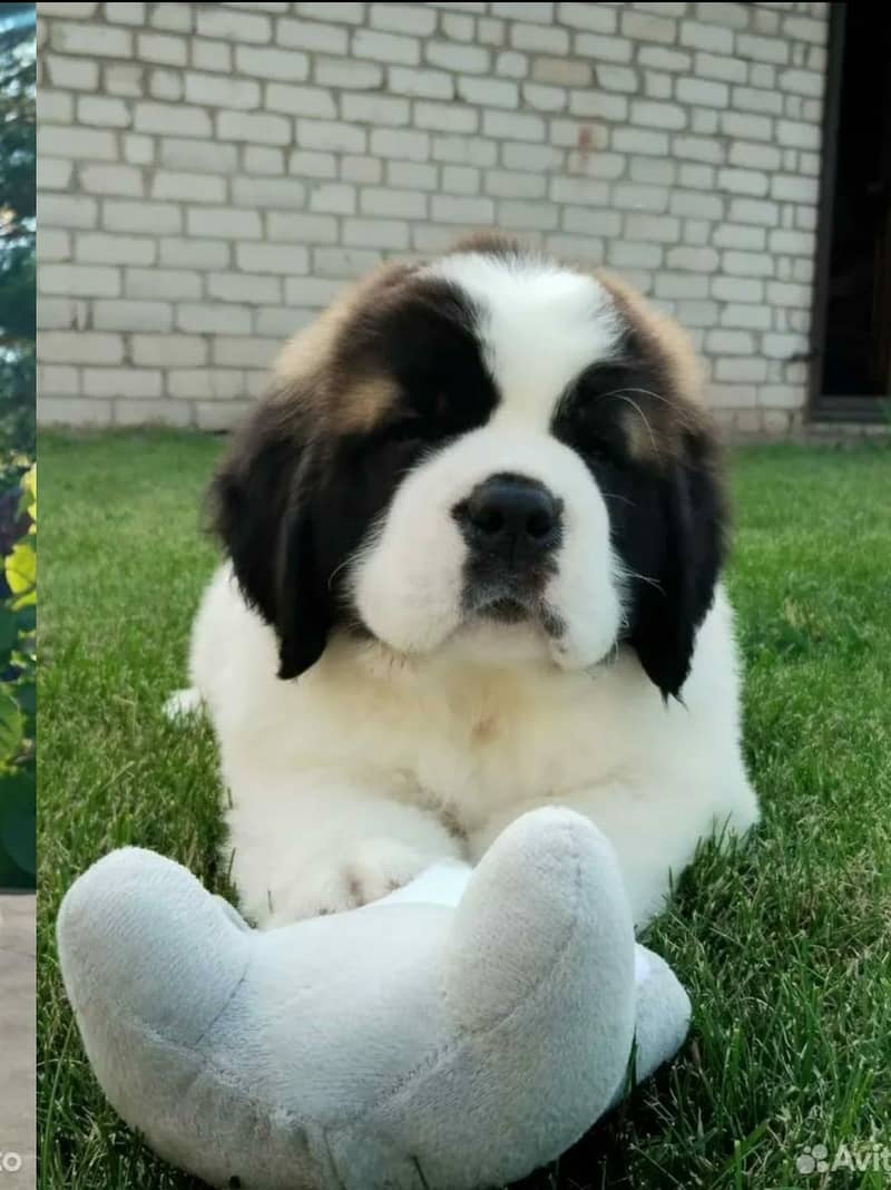 saint bernard 1