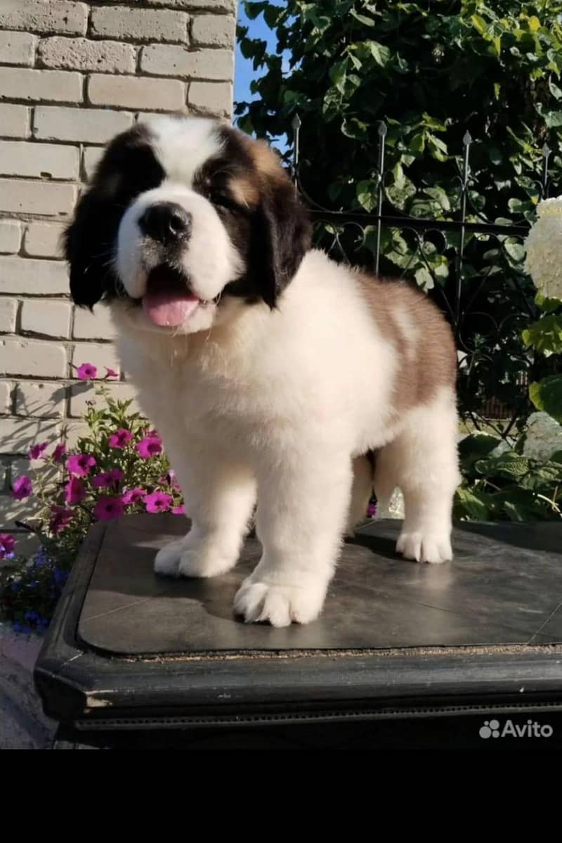 saint bernard 2