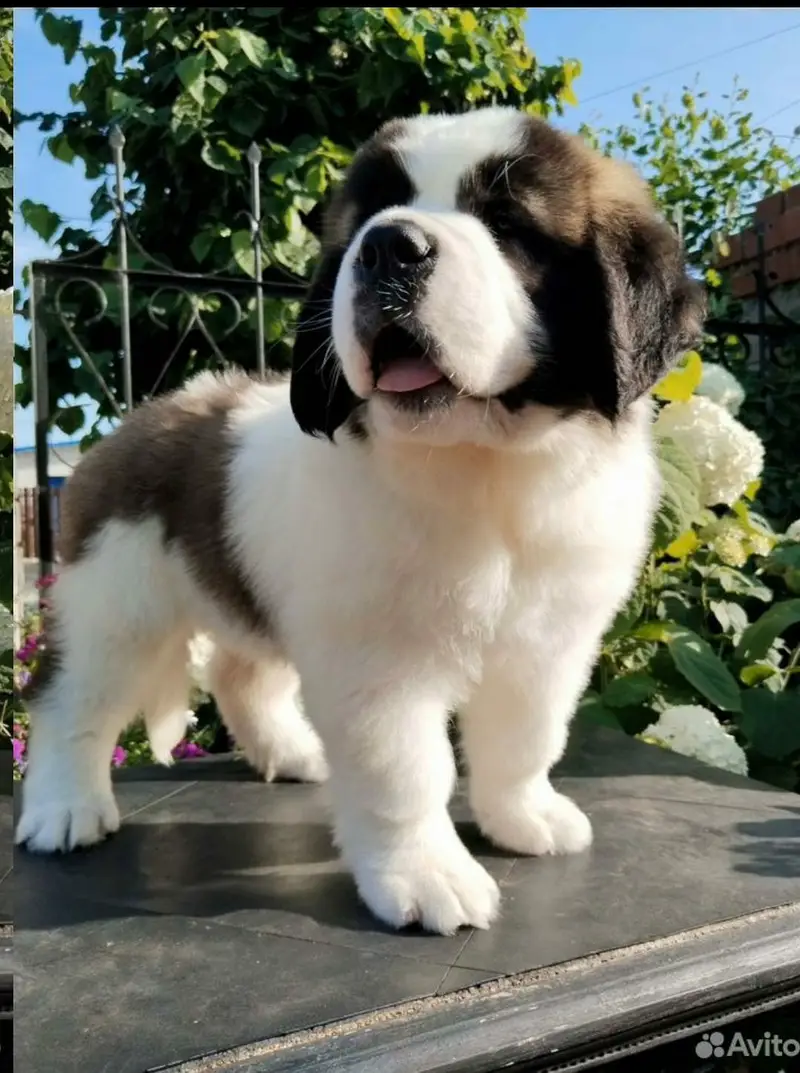 saint bernard — photo 4
