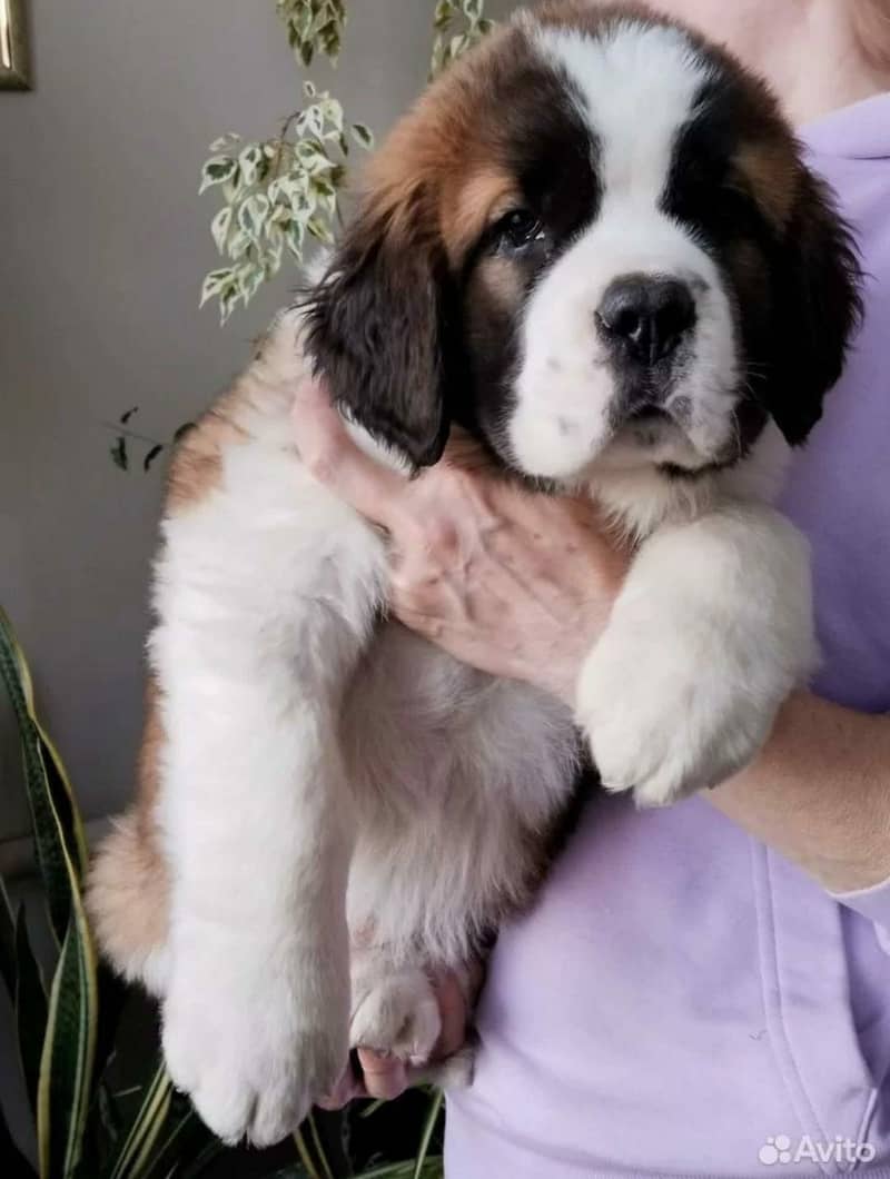 saint bernard 4