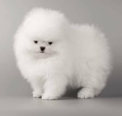 pomeranian