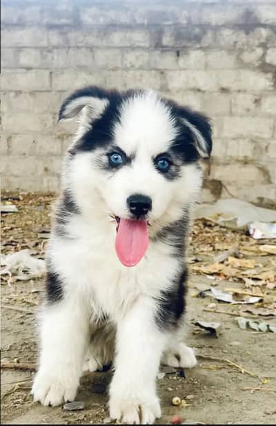 Siberian husky for sale 0346+4647+379