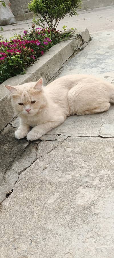 white and brown vaccinated and trained cats