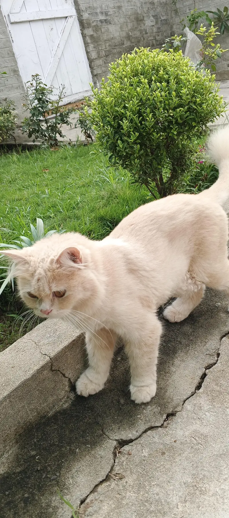white and brown vaccinated and trained cats — photo 2