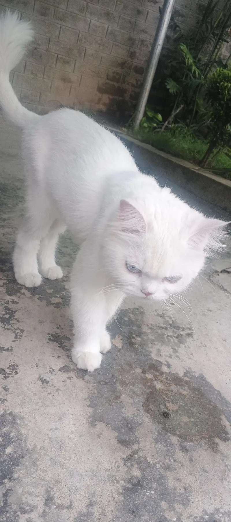 white and brown vaccinated and trained cats — photo 3