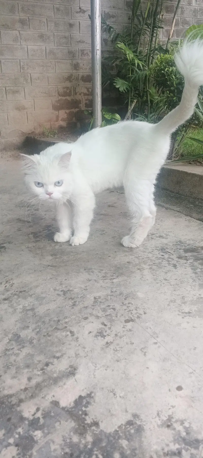 white and brown vaccinated and trained cats — photo 4