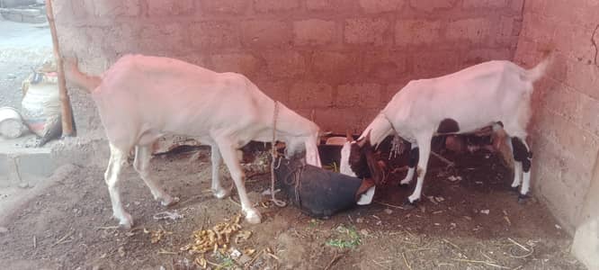 1 ghulabi bakri  1 kamori cross bakri 1 Bakra