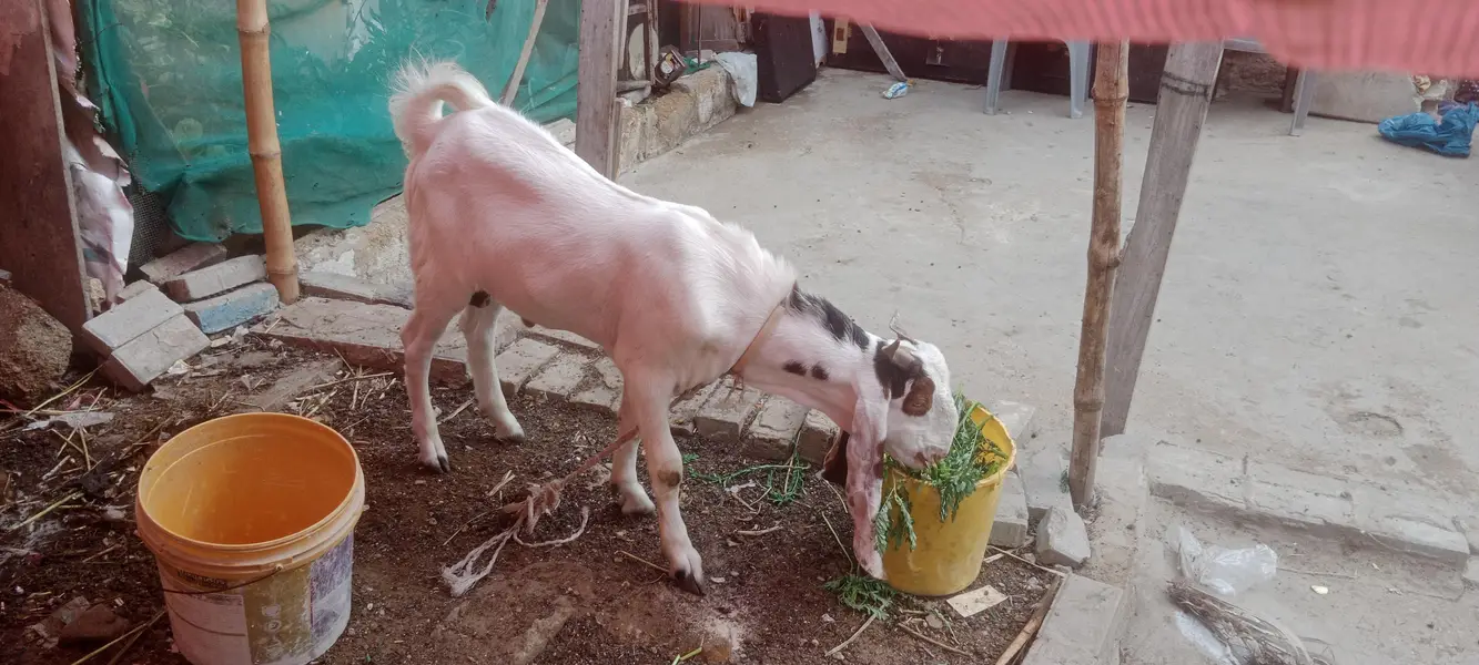 1 ghulabi bakri  1 kamori cross bakri 1 Bakra — photo 2