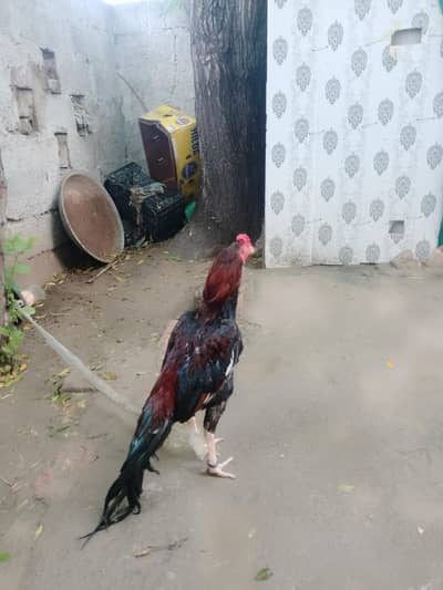 urgent for sale aseel murga