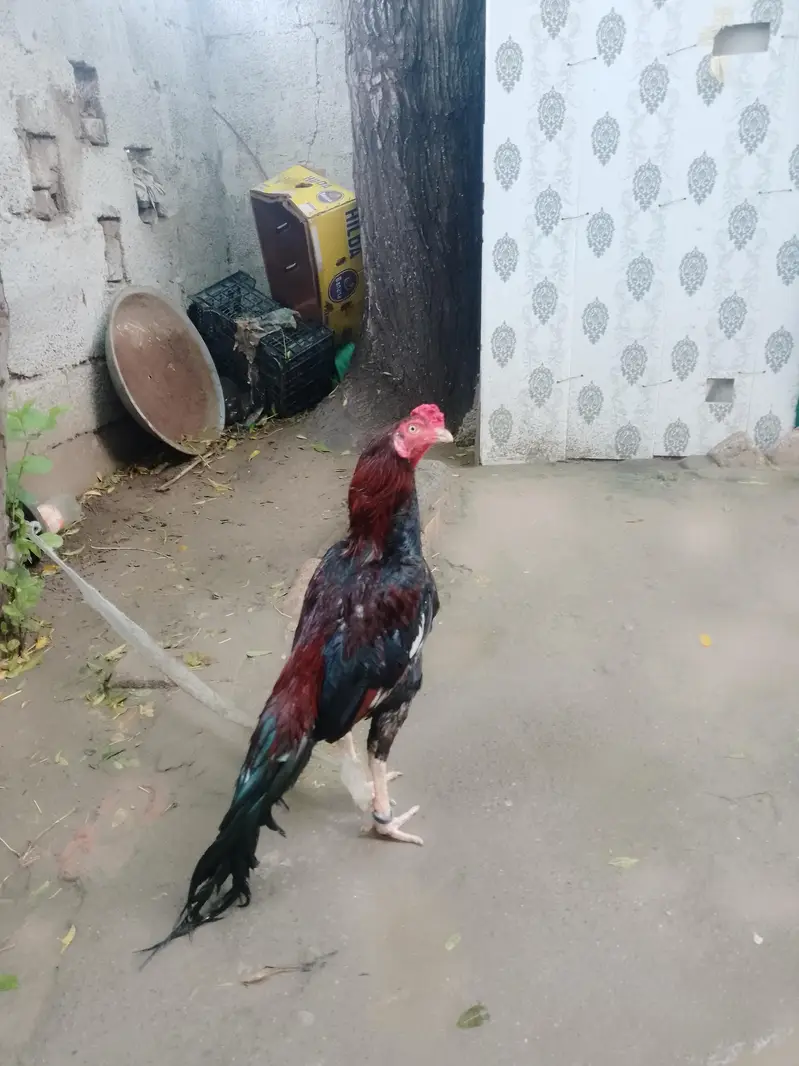 urgent for sale aseel murga — photo 2