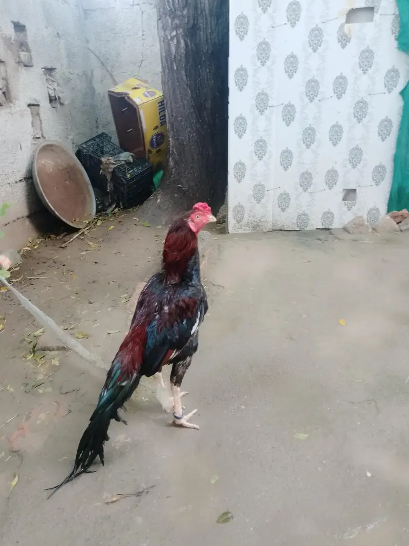 urgent for sale aseel murga — photo 3