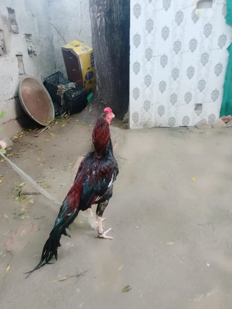 urgent for sale aseel murga — photo 4