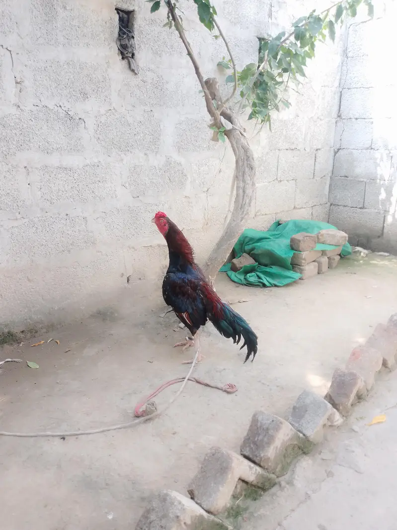 urgent for sale aseel murga — photo 5