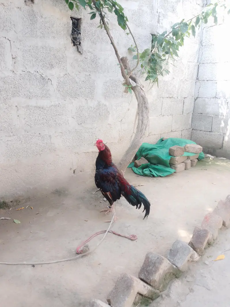 urgent for sale aseel murga — photo 6