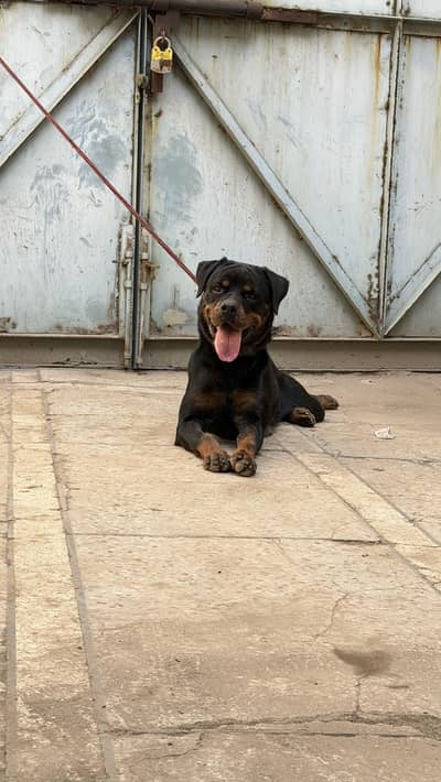 Topclass Rottweiler Breeder Female