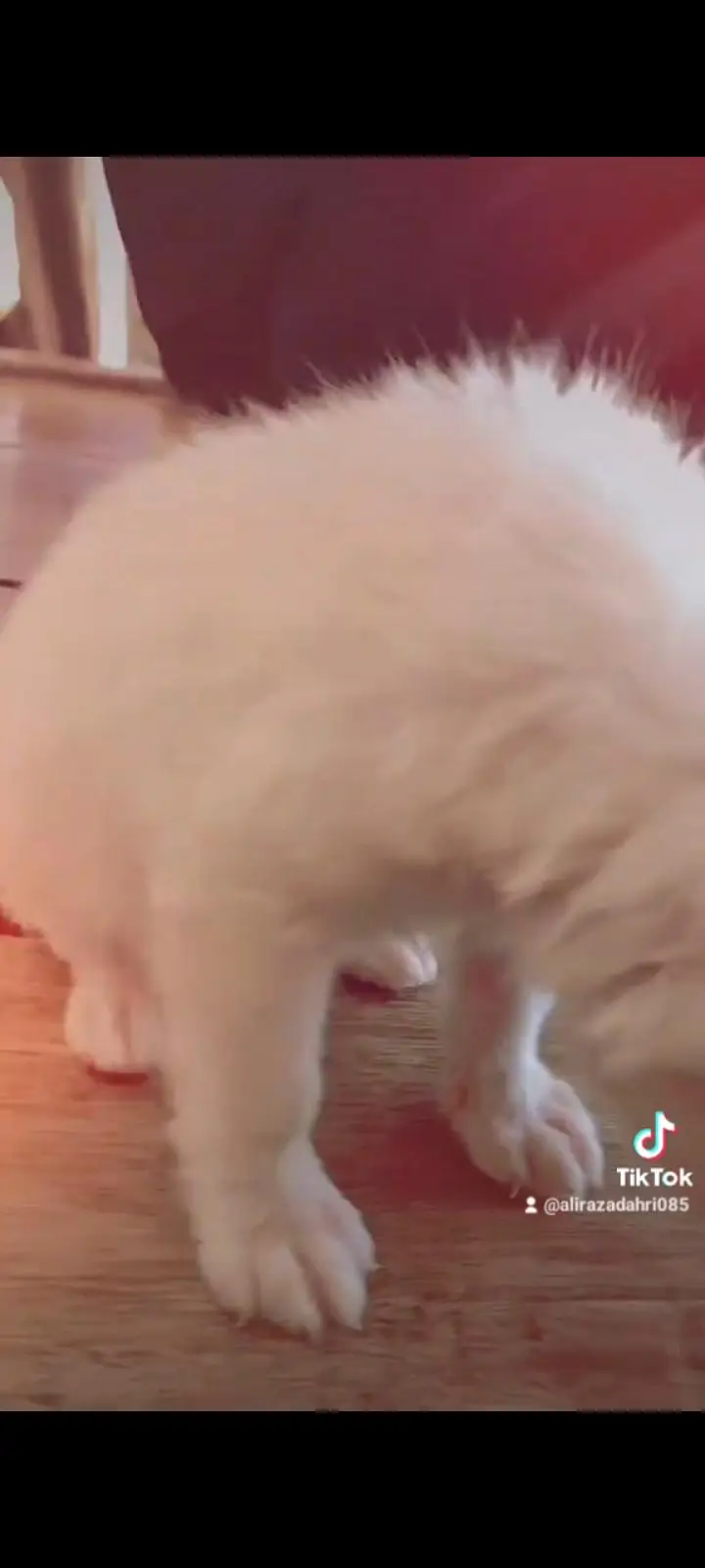 Russian dog — photo 2