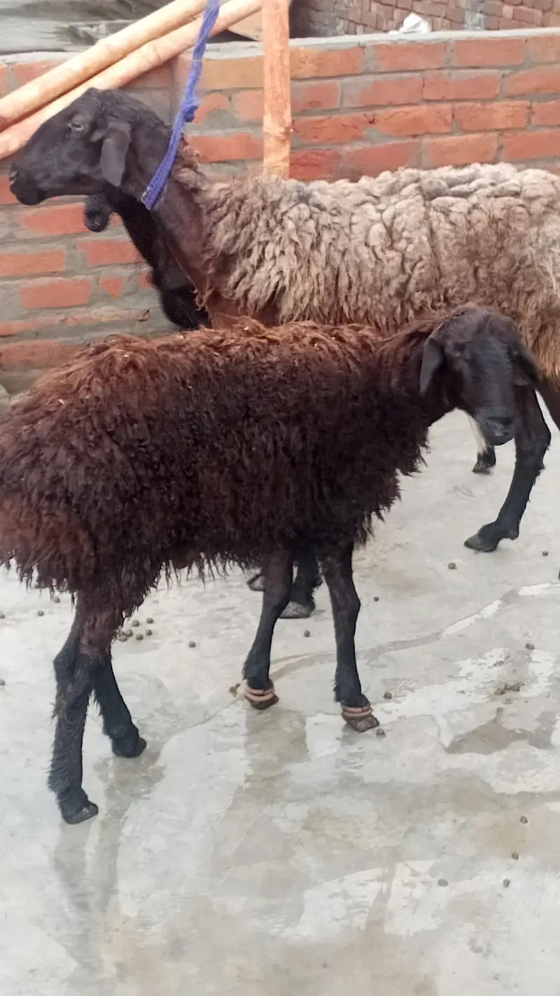female dumbi with 6 months kids male female — photo 2