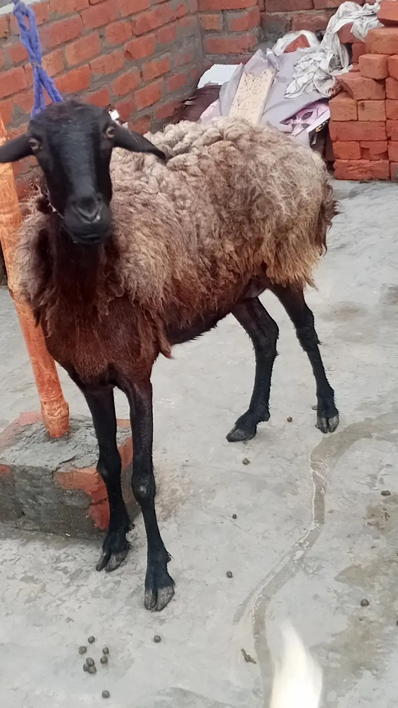 female dumbi with 6 months kids male female — photo 3