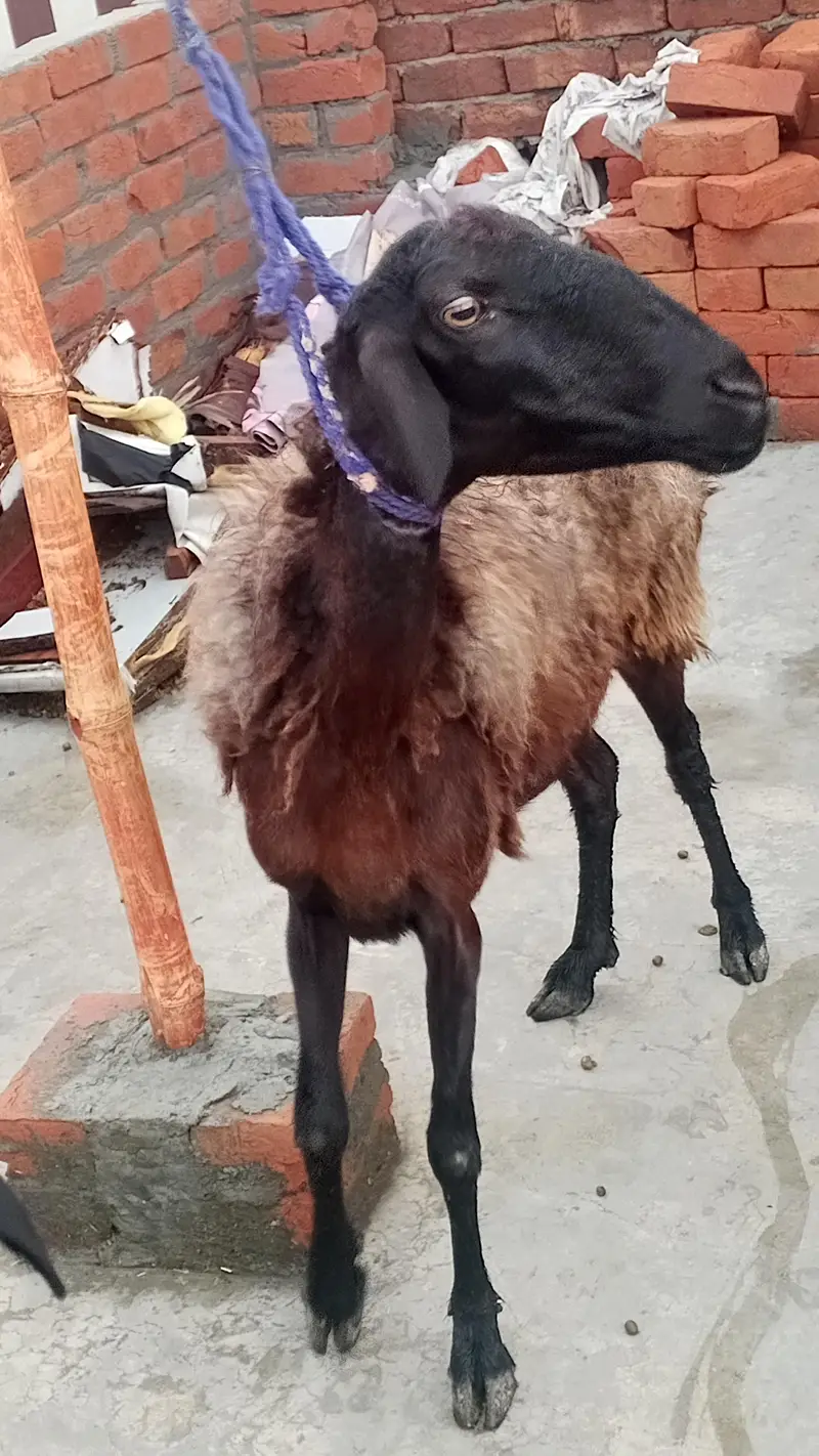 female dumbi with 6 months kids male female — photo 4
