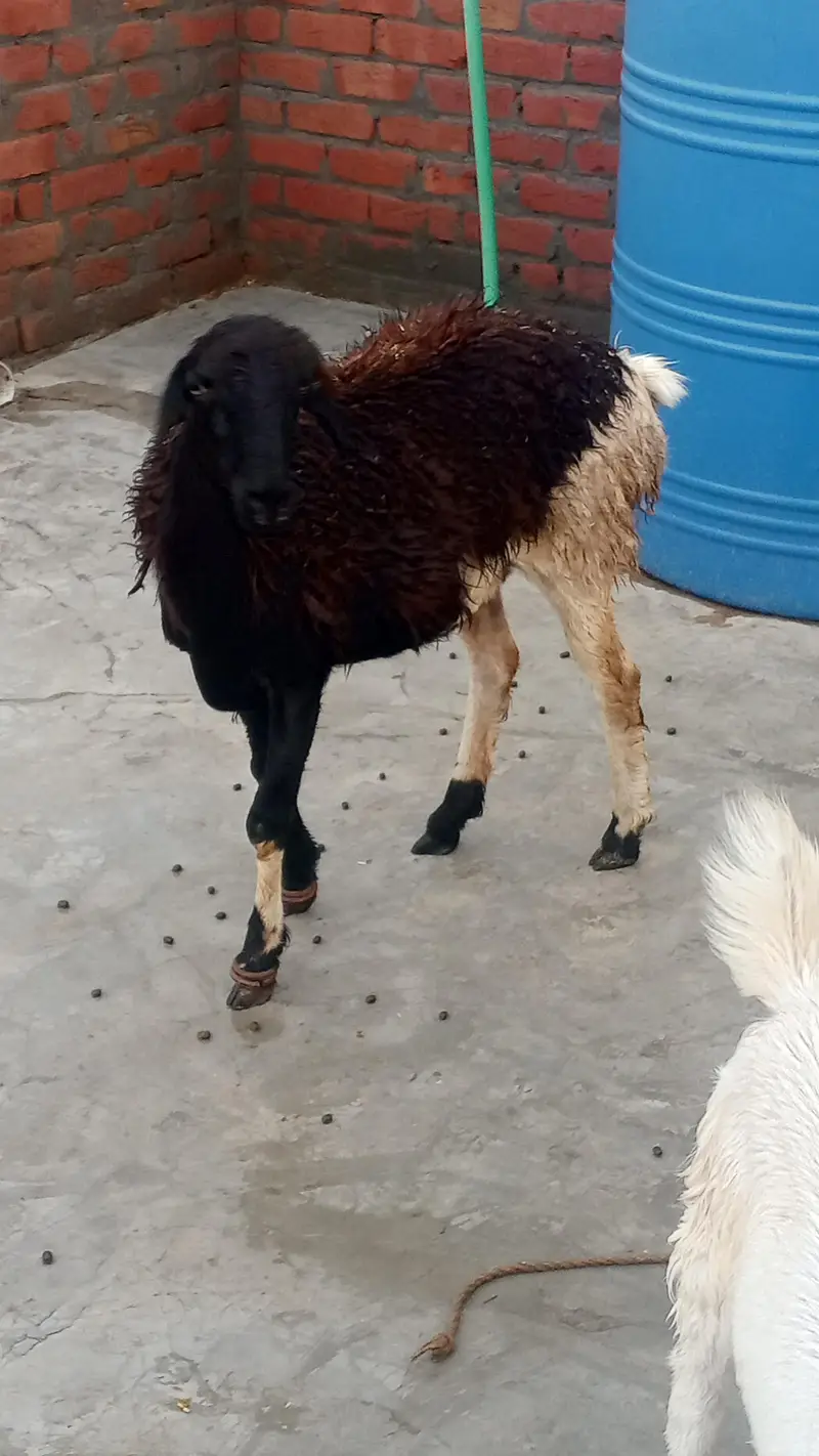 female dumbi with 6 months kids male female — photo 7