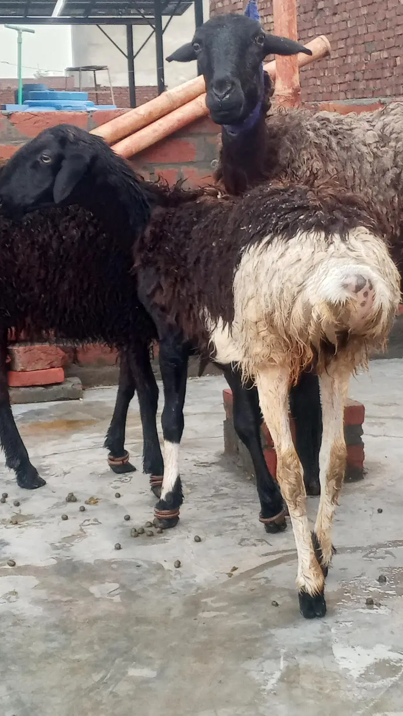 female dumbi with 6 months kids male female — photo 9
