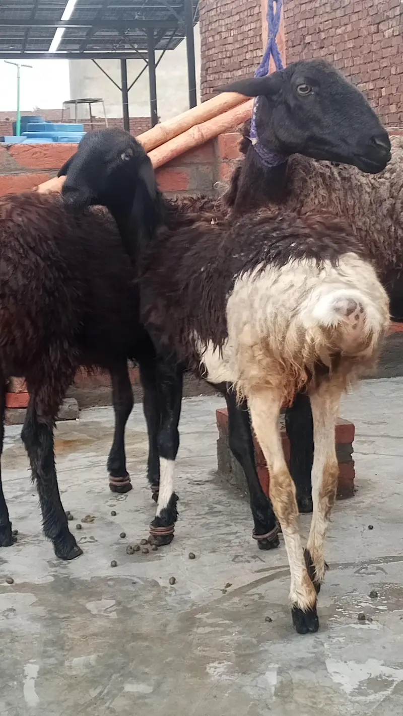 female dumbi with 6 months kids male female — photo 10