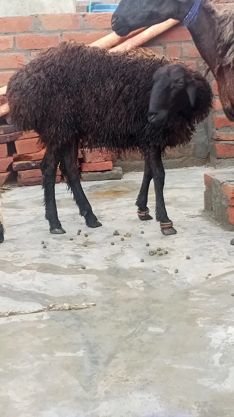 female dumbi with 6 months kids male female — photo 12