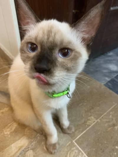 Siamese cat