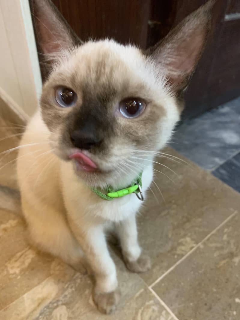 Siamese cat 0