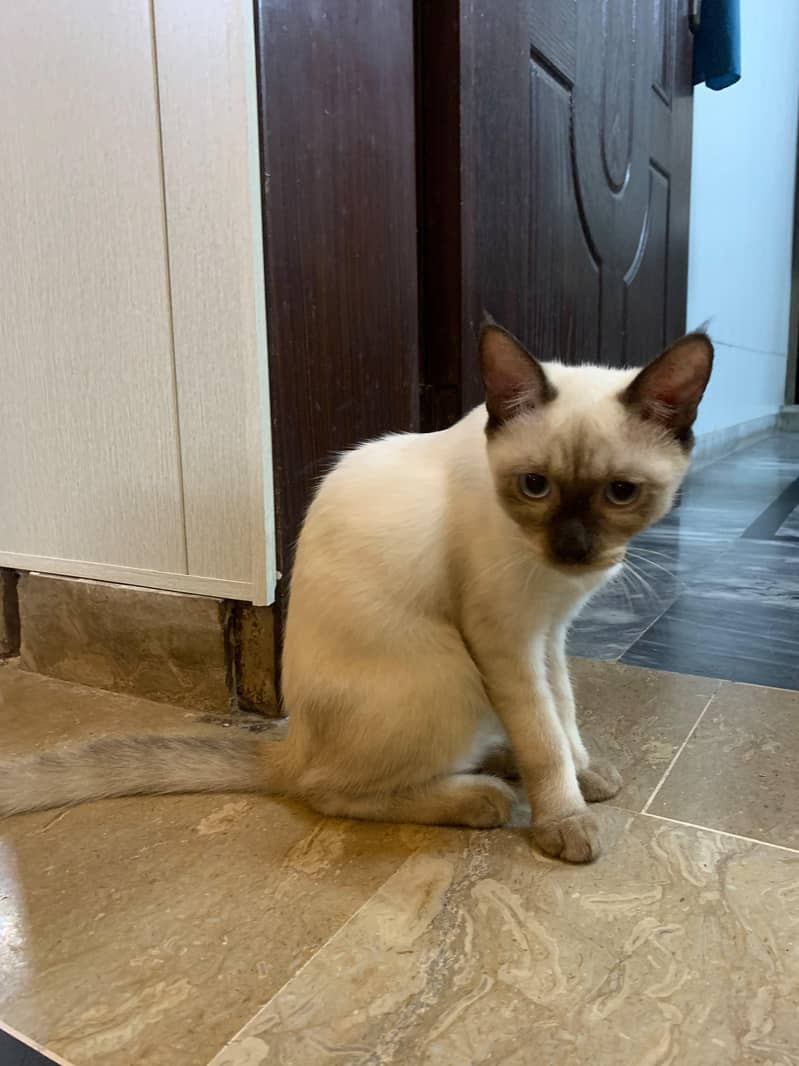 Siamese cat 1
